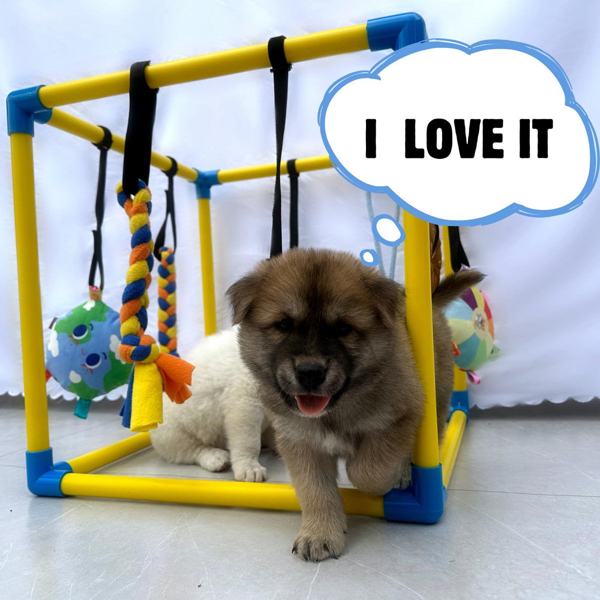 Puppy Play Gym with 8 Hanging Toys V10890