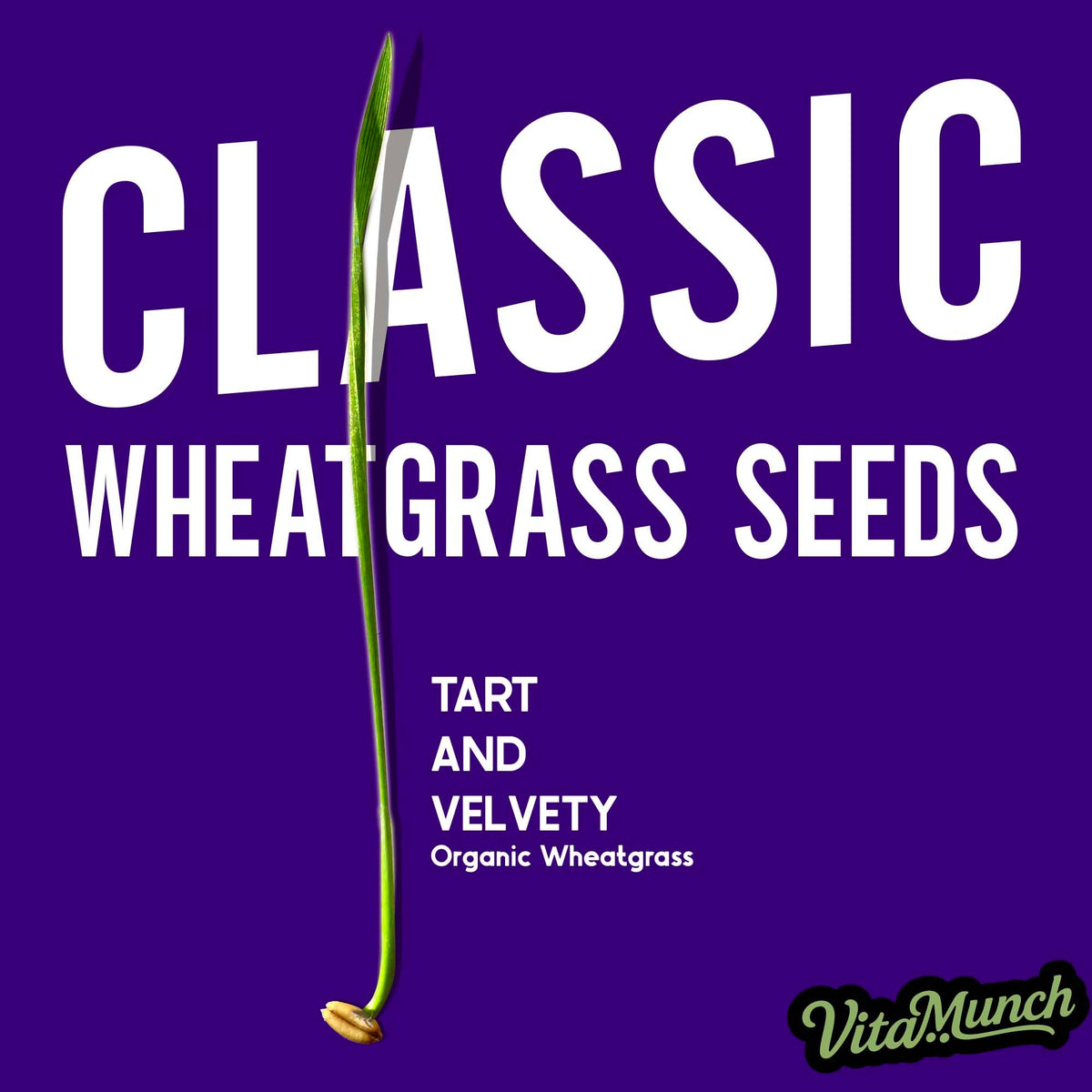 Cat Grass Seed Non-GMO Wheatgrass J376511
