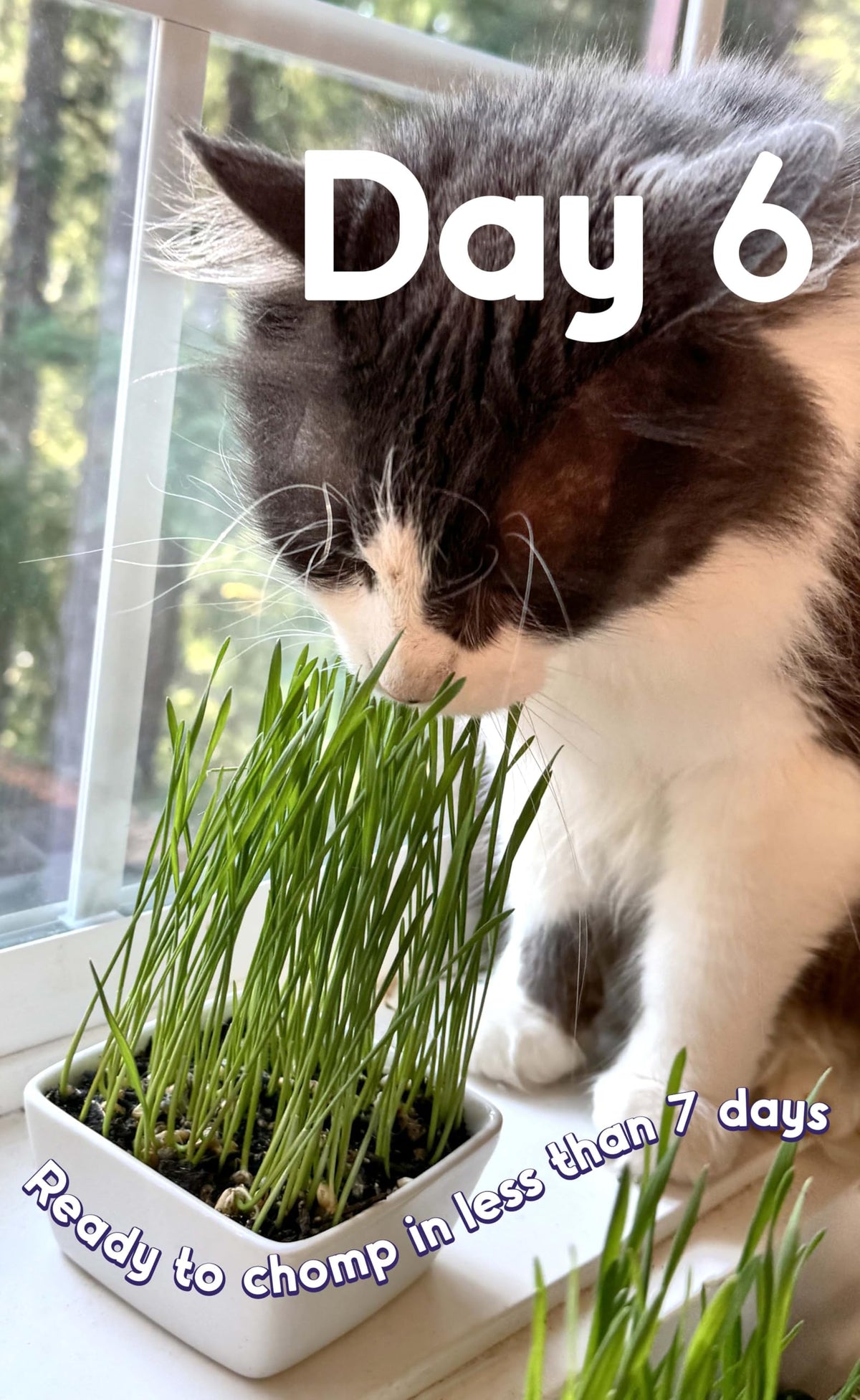 Cat Grass Seed Non-GMO Wheatgrass J376511