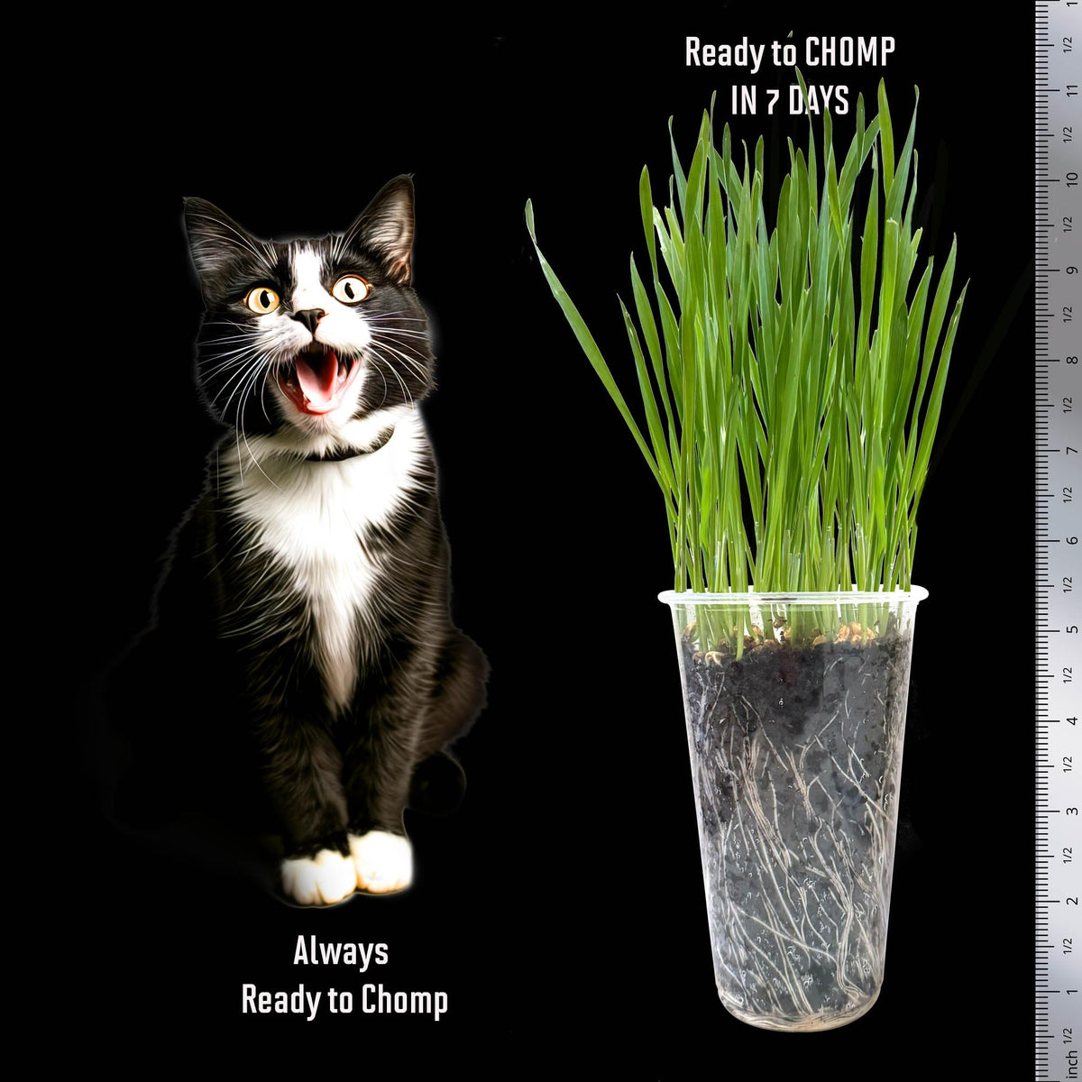Cat Grass Seed Non-GMO Wheatgrass J376511