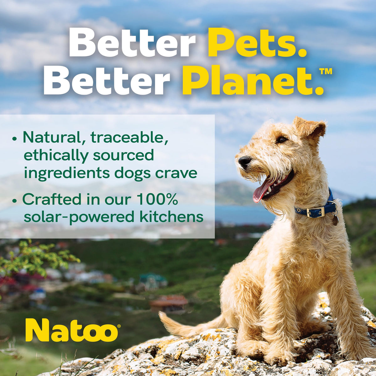 Dog Food Topper Chicken Carrot Brown Rice Quinoa Case of 20 R7567